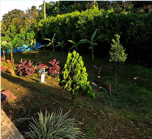 eco-hotel-gaia-9 - Turismo en el Eje Cafetero, Alquiler de Fincas en el Quindio A tropical garden with small ornamental trees, colorful plants, and a blue tent in the background on a grassy lawn.